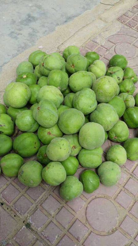 多仔宠物安卓版 