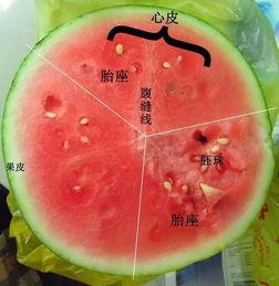 特种部队吃鸡作战  第3张