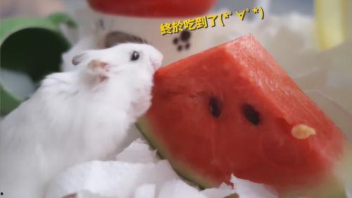 仓鼠袋工厂大亨手游官方版免费下载v1.0.14 