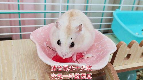 仓鼠袋工厂大亨手游官方版免费下载v1.0.14  第2张