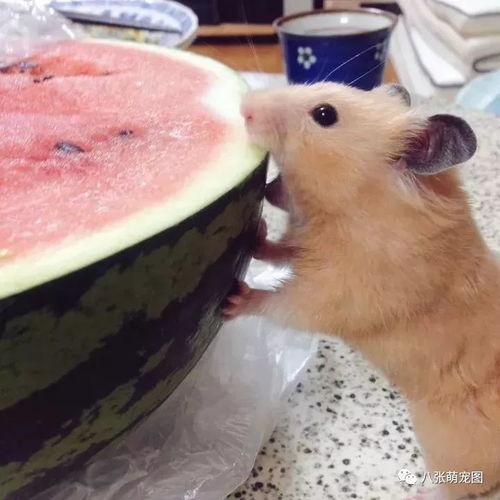 仓鼠袋工厂大亨手游官方版免费下载v1.0.14  第3张