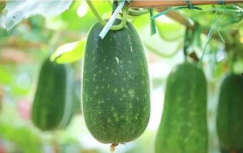 做我女朋友好吗 